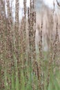 Purple moor-grass Molinia caerulea Moorhexe, close-up Royalty Free Stock Photo